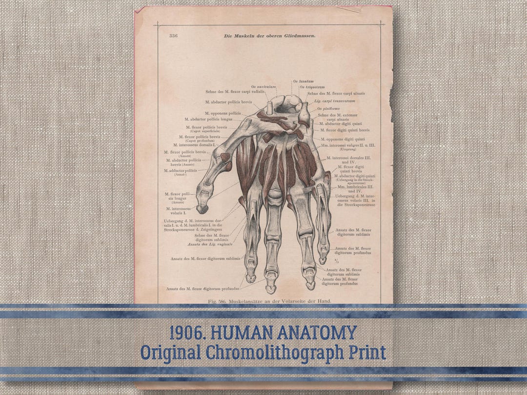Human Anatomy Hand Muscles Lithograph Genuine Antique Print ...