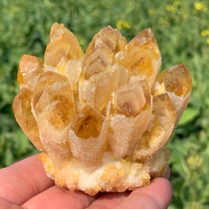 May include: A cluster of golden-yellow citrine crystals. The crystals have a natural, rough texture and are arranged in a clustered formation. The base of the cluster is a lighter, almost white color, contrasting with the deeper yellow of the crystal points.