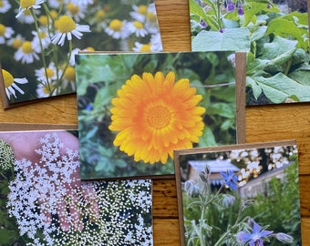 Herbs - Photo Notecard Set - Free Shipping