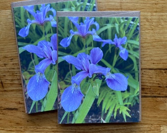 Native Iris - Photo Notecard - Free Shipping