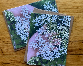 Elderflower - Photo Notecard - Free Shipping