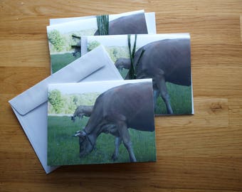 Jersey cow - Photo Notecard - Free Shipping