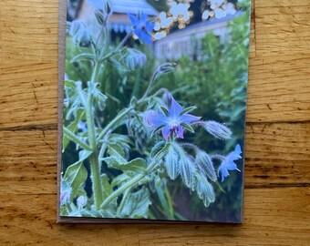 Borage - Photo Notecard - Free Shipping