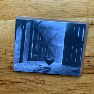 Poule et poussin - Photo Notecard - Livraison gratuite