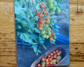 Sungold tomato - Photo Notecard - Free Shipping