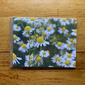 Kamille - Notecard met foto - Gratis verzending