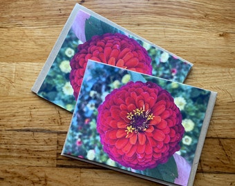 Ombre Zinnia - Photo Notecard - Free Shipping