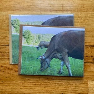 Jersey koe - notitiekaart met foto - gratis verzending