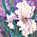 see more listings in the ORIGINAL WC Irises section