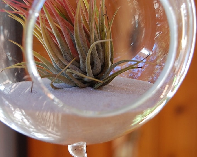 Large Hanging Air Plant Terrarium With Sand Etsy