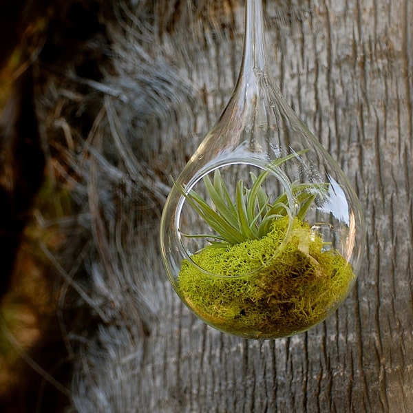 Velutina Hanging Air Plant Terrarium With Moss