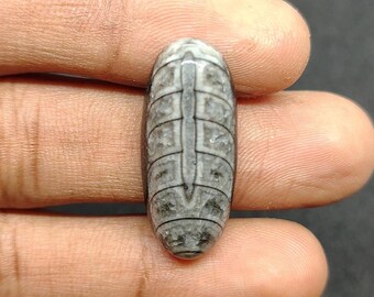Natural Orthoceras Fossil Stone, Ancient Sea Fossil For jewelry Making. (17 ct)