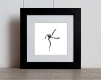 Desenho de estrela-do-mar: Estrela-do-mar quebradiça original desenhada à mão, emoldurada.