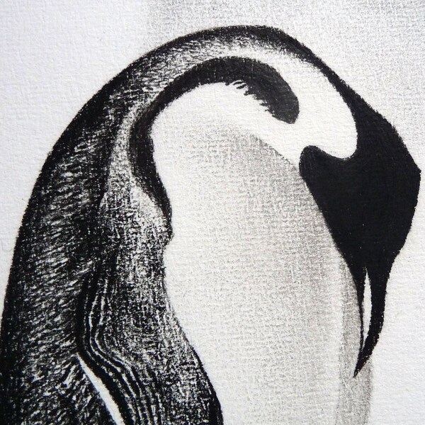 Penguin original charcoal drawing