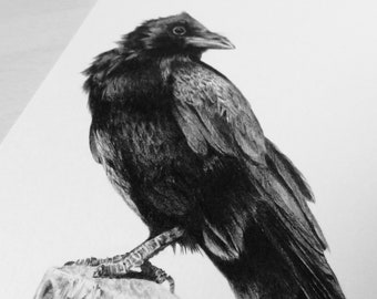 Crow print on white recycled card stock, A5, bird print, wildlife art, bird art, crow art, gothic art, crow drawing, baby bird