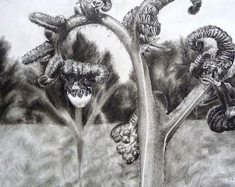 Charcoal Fern Drawing: Water Droplet Reflection, Oak Framed Botanical Art