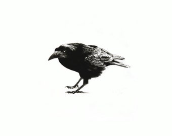 New! Limited edition signed rook print. Crow art, crow decor, crow gift, wildlife art, gothic art, charcoal drawing, pencil drawing, gothic