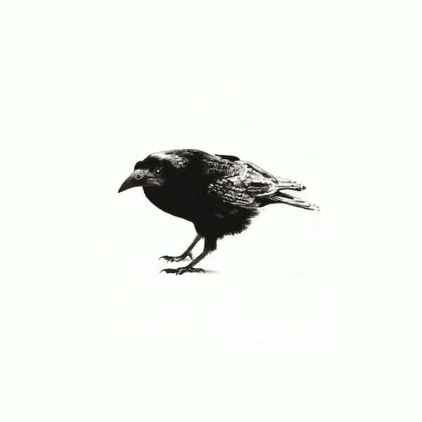 New! Limited edition signed rook print. Crow art, crow decor, crow gift, wildlife art, gothic art, charcoal drawing, pencil drawing, gothic