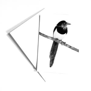 Carte de voeux pie à partir d'oeuvres d'art originales dessinées à la main au fusain, mini impression d'art oiseaux sauvages, carte de correspondance inspirée de la nature