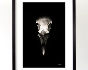 Arte original de caveira de corvo em carvão, ilustração de terror gótico com moldura ecológica