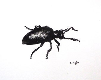 Oil Beetle Charcoal Drawing: Original Insect Art in Oak Frame