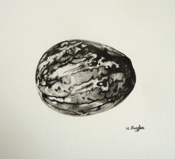 Nutmeg Original Charcoal Drawing Black And White Spice Etsy