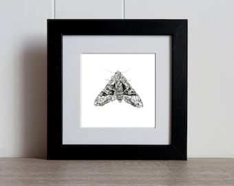 Desenho de Mariposa: Mariposa original desenhada à mão, emoldurada.