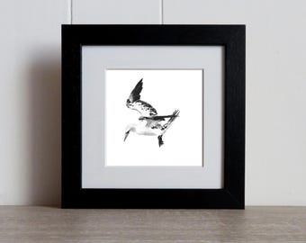 Ganso-patola em voo: desenho original à mão de uma gaivota-prateada, emoldurado.