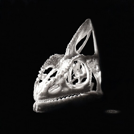 Kameleon Czaszka Rysunek Czaszka Sztuki Węgiel Drzewny Rysunek Ołówek Rysunek Czarny I Biały Obraz Czaszki Sztuki Przyrodniczej Zwierząt