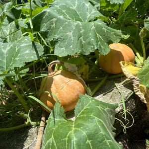 May include: Two round, orange pumpkins nestled among large, vibrant green leaves and thin, winding vines. The pumpkins have smooth, firm skins and short, woody stems, partially shaded by the broad, textured foliage in a garden setting.