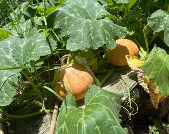 Seminole Pumpkin Seeds - Heat Tolerant