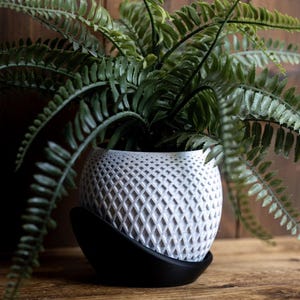 Könnte beinhalten: Ein weißer Keramik-Pflanztopf mit Rautenmuster, der eine grüne Farnpflanze enthält. Der Topf steht auf einer schwarzen Untertasse, alles auf einer Holzoberfläche. Die Wedel des Farns fallen über die Seiten.