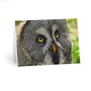 5x Cartão de felicitação fotográfico com coruja-cinzenta - Coruja - Pássaros britânicos - Vida selvagem - Pássaros - Cartão de aniversário e cartão postal