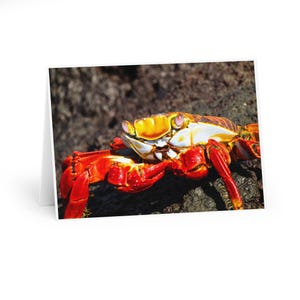 サリー・ライトフット・カニの写真付きグリーティングカード5枚 - カニ - ガラパゴス諸島の野生動物 - 誕生日カードとポストカード