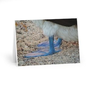 5x niebieskonoga głuptak fotograficzny FEET kartka z pozdrowieniami - egzotyczny ptak - dzika przyroda Galapagos - kartka urodzinowa i pocztówka