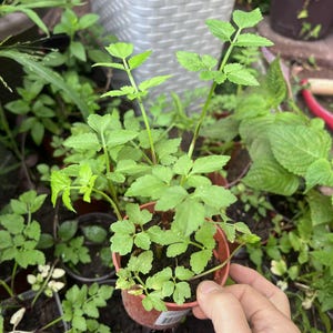 May include: A small potted plant with bright green leaves. The plant is in a brown plastic pot, surrounded by other plants in a garden setting. The leaves have a serrated edge.
