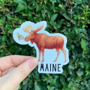 May include: A sticker featuring a detailed illustration of a brown moose with large antlers, set against a light blue background. The word "MAINE" is printed in black at the bottom. The sticker is held against a backdrop of green foliage.