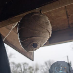 May include: A tan, spherical wasp nest hangs from a wooden beam. The nest has a textured surface with a circular opening at the bottom. The nest is suspended by a small metal hook. The background is blurred, with a logo visible.