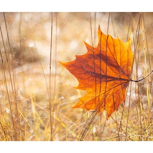 Autumn leaf Giclée print | gift for nature lover | nature wall art | nature inspired home decor | botanical photography | fine art print