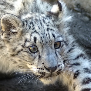 May include: Close-up of a snow leopard cub with light gray and white fur, and dark spots. The cub has light green eyes and long whiskers. The cub is looking towards the viewer.
