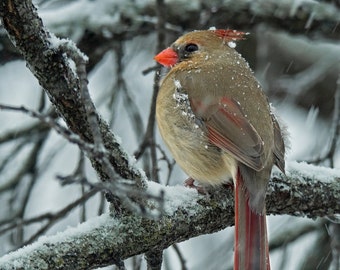 Northern Cardinal - 8 x 10