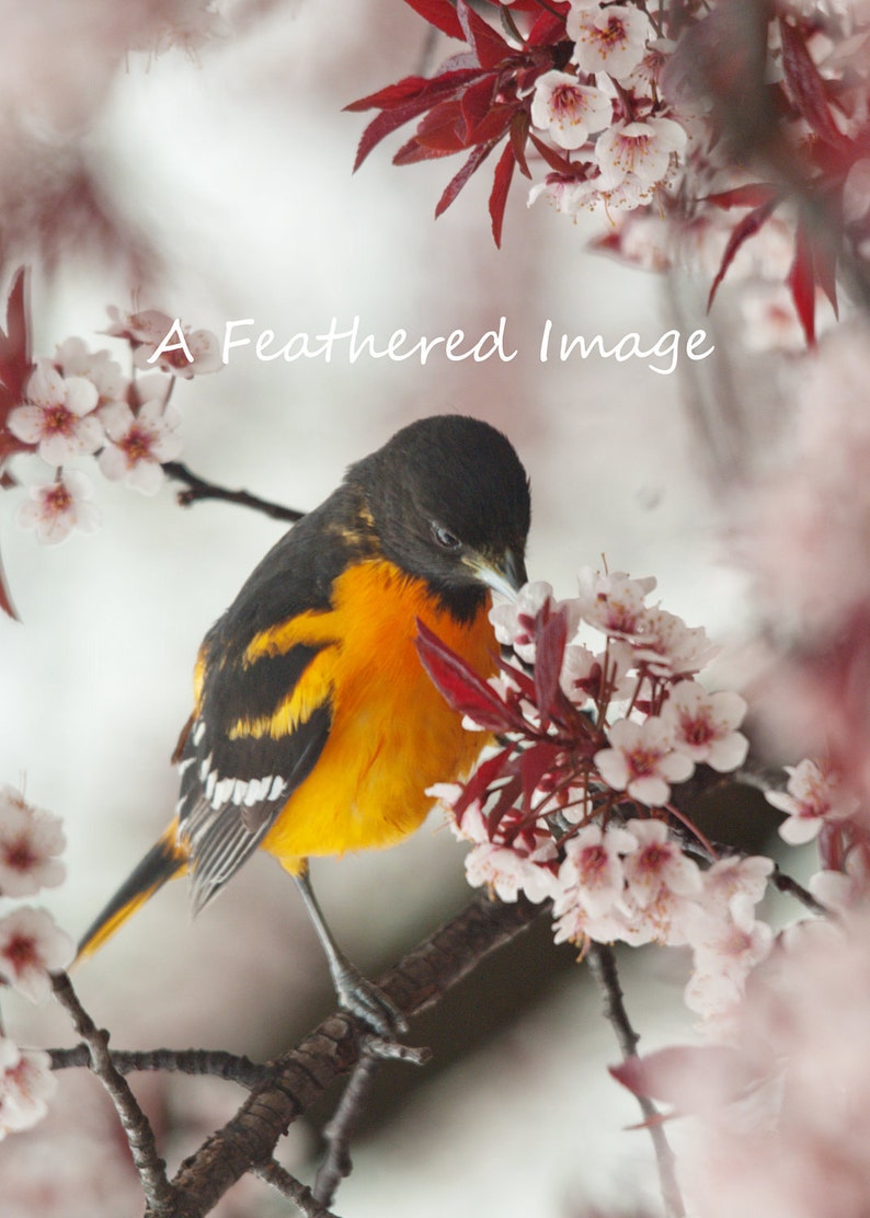 Baltimore Oriole 5 x 7 image 1