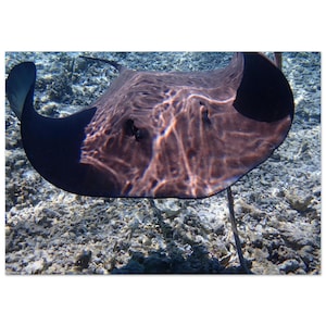 Póster de esnórquel con mantarrayas - Impresionante impresión artística de Bora Bora - Decoración oceánica vibrante