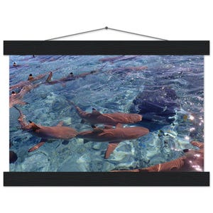 Póster "Paraíso del esnórquel: Tiburones y mantarrayas amigables" - Impresión artística de Bora Bora - Póster de papel mate con calidad de museo y colgador