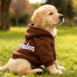 Dachshund Clothing