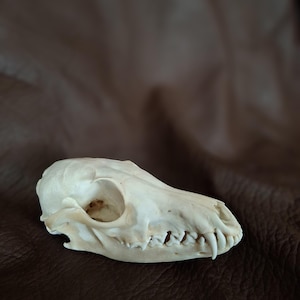 Red fox skull