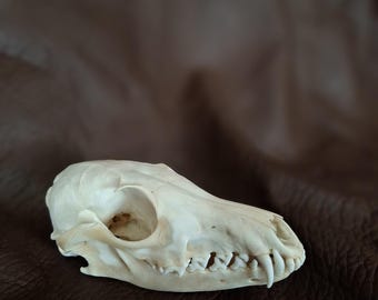Red fox skull