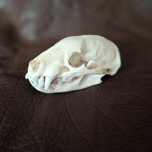 Wyoming Badger Skull