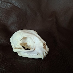 Bobcat skull, real bone