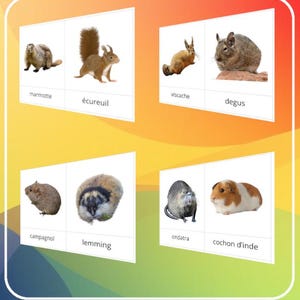 Montessori - Carte de nomenclature de 26 races de rongeurs / Script et cursif